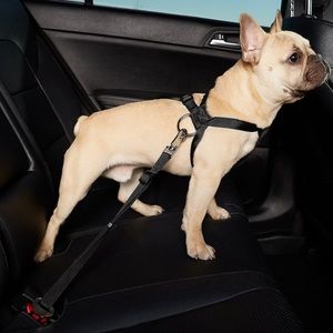 Doggy Seatbelt for 1!